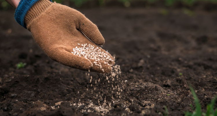 Motnje v dobavi gnojil ogrožajo pridelavo hrane