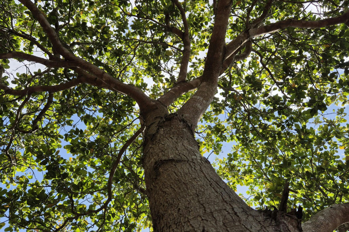 Na Rakuševem trgu v Mariboru odstranjujejo poškodovana drevesa